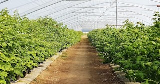 Ягодные туннели для клубники в Назарово - НавесыНрв, монтаж и продажа от 1042 руб.